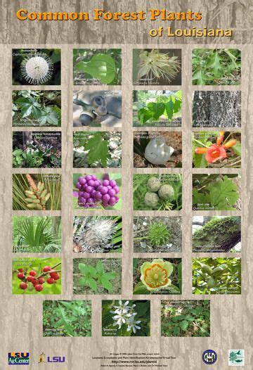 List Of Wetland Plants - Plants BB