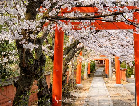 2019 Cherry Blossom Photo Tour | Kyoto | Japan Photo Guide Japan Photo Guide