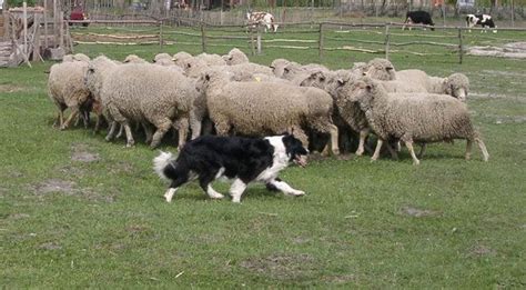 Border collie herding sheep Border Collie Facts, Border Collie Herding, Big Animals, Funny ...