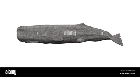 Sperm whale illustration isolated Stock Photo - Alamy