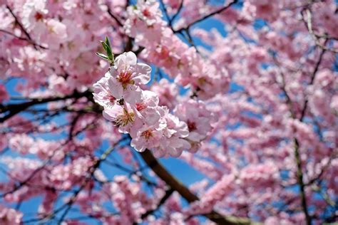 Japanese Cherry Trees Flowers Pink · Free photo on Pixabay