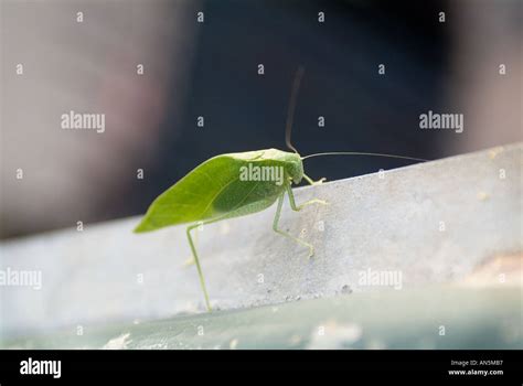 Bug that looks like leaf camouflage green bugs Stock Photo - Alamy