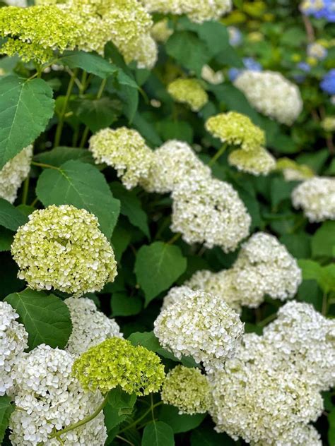 How to Make a Simple Hydrangea Wreath for FREE - Stacy Ling