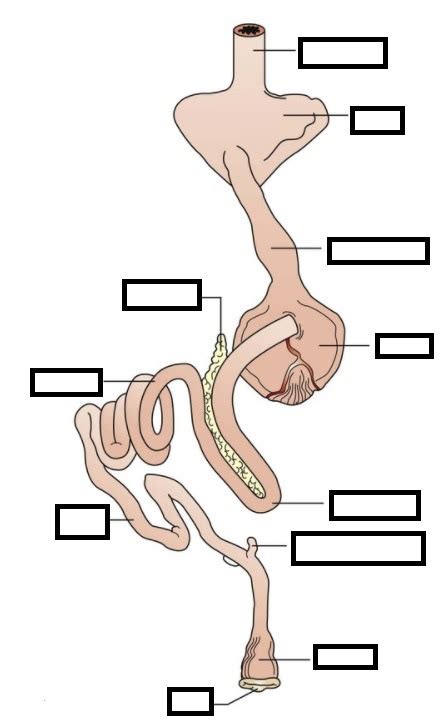 Avian Digestive System Diagram | Quizlet