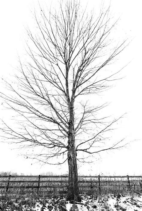 Barren Tree in Winter Months Stock Photo - Image of next, rural: 132198304