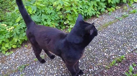 Zani our black Savannah Cat. Enjoying himself outside.. - YouTube