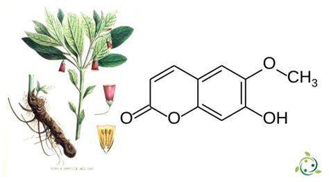 Scopoletin: chemical formula, presence in nature, synthesis ...