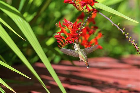 Rufous Hummingbird Feeding on Flower Nectar Photograph by David Gn - Fine Art America