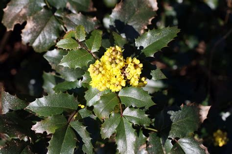 Tall oregon grape - Invasive Species Council of British Columbia