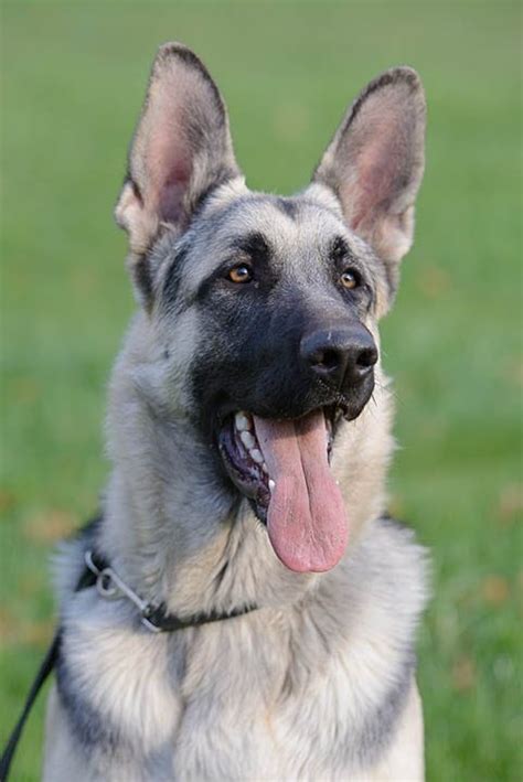 Silver Sable German Shepherd: Interesting Facts, Info & Pictures | Hepper