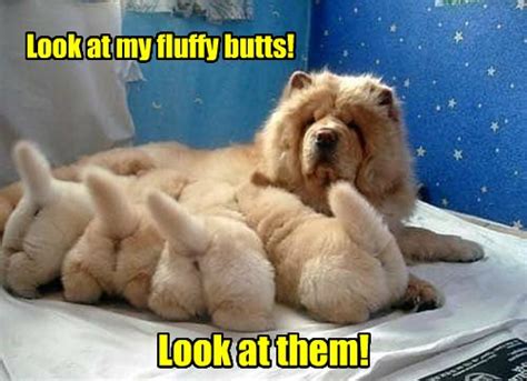 Can't Look Away From the Fluffy! - I Has A Hotdog - Dog Pictures ...