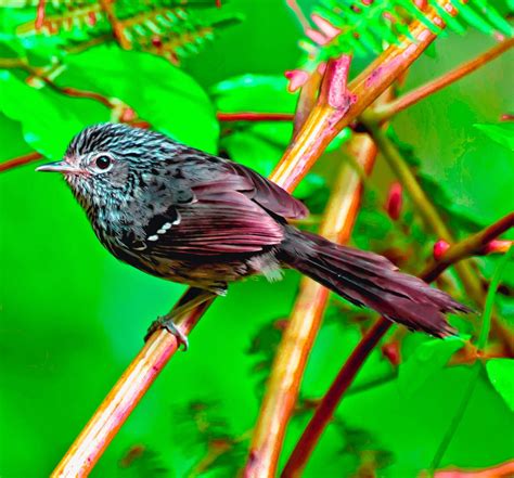 Dusky-tailed antbird | Birds, Bird species, Bird photo