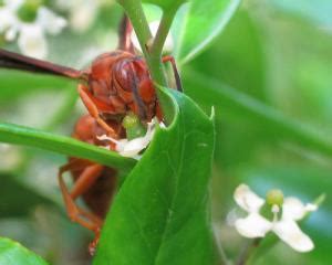 Red wasp sting | General center | SteadyHealth.com