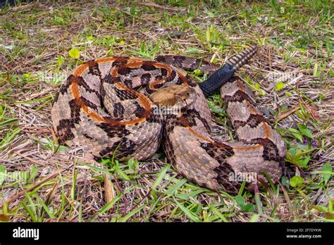 A timber rattlesnake, canebrake rattlesnake or banded rattlesnake ,Crotalus horridus, coiled in ...