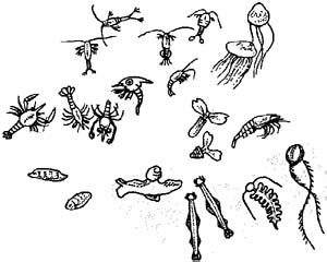 Free Zooplankton Cliparts, Download Free Zooplankton Cliparts png images, Free ClipArts on ...