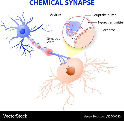 Typical chemical synapse Royalty Free Vector Image