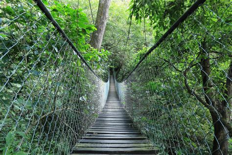 Hanging bridge in a rain forest, Guatemala 1319219 Stock Photo at Vecteezy