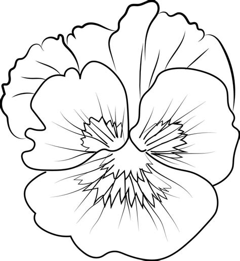 Cute kids coloring pages, easy pansy flower drawing, pansy flower black and white illustration ...