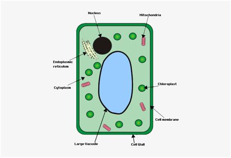 Plant Cell - Plant Cell Structure Gcse Transparent PNG - 450x479 - Free Download on NicePNG