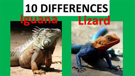 Iguana Vs Lizard: Which Is Better For You?