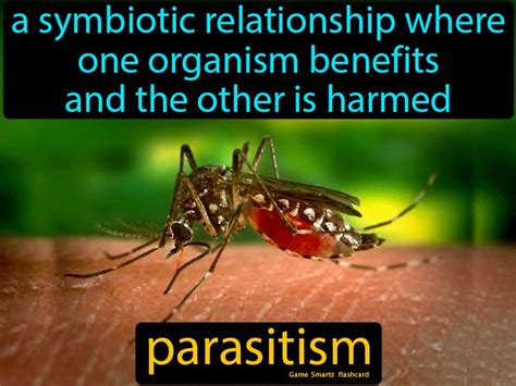 Parasitism Flashcard - 9th Grade Science in 2020 | Science flashcards, Science student, Parasite