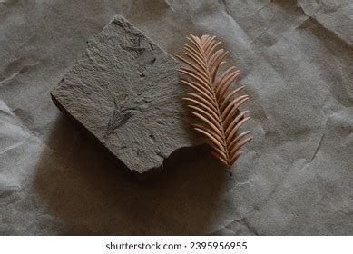 Fossils Metasequoia Paleogene Eocene Epoch Leaves Stock Photo 2395956955 | Shutterstock