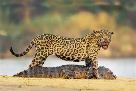 Wild Cats 101: Why Jaguars Hunt Caimans | Panthera