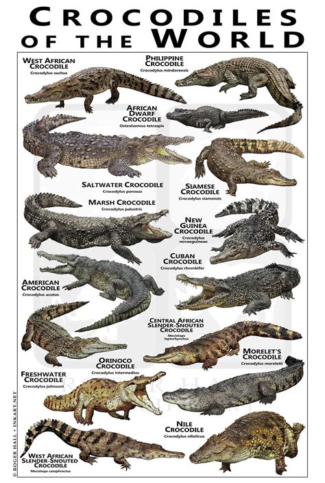 This item is unavailable - Etsy | Crocodiles, Saltwater crocodile, Types of crocodiles