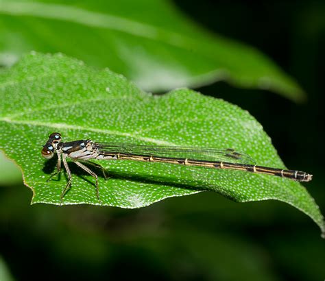 Damsel Fly 33 | My Birding Photos