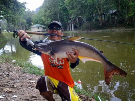 WARTA PANCING: Tips & trik cara mudah memancing ikan patin