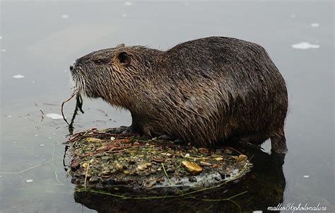 nutria rat | Nutria rat in the Ticino River (pavia) jenuary … | Flickr