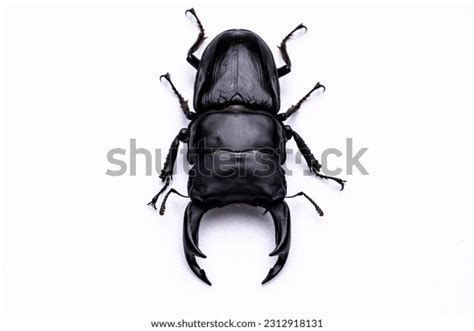 Giant Stag Beetle: Over 2,114 Royalty-Free Licensable Stock Photos ...