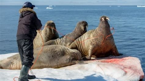 Trichinella detected in walrus harvested in Naujaat | CBC News