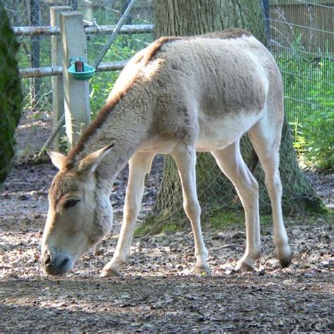 The Onager (Equus hemionus) is a large donkey, native to the deserts of Syria, Iran, Pakistan ...