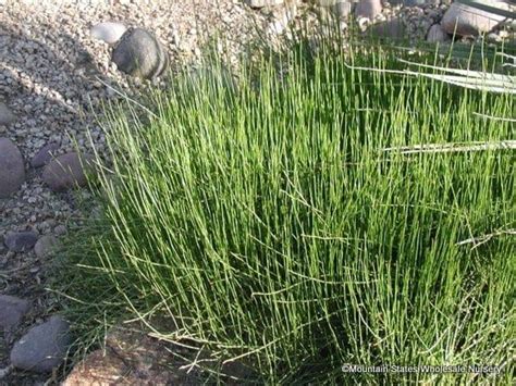 Ephedra viridis (Mormon Tea) - Mountain States Wholesale Nursery