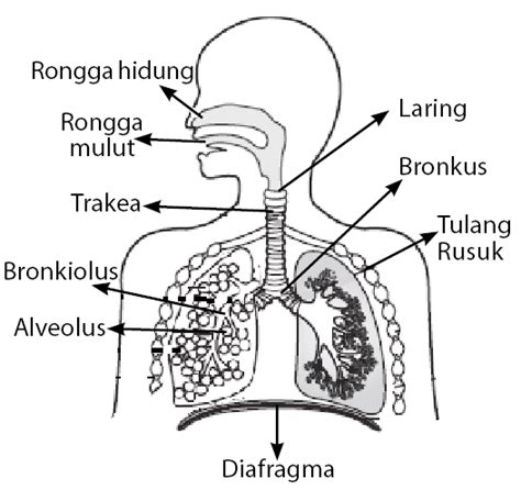 Sistem Pernapasan pada Manusia | idschool