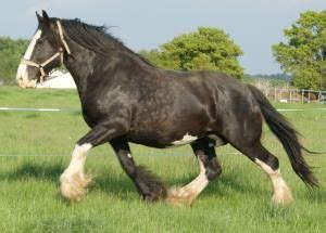 shire horse colors by world photo zone | Horses, Shire horse, Black shire horse