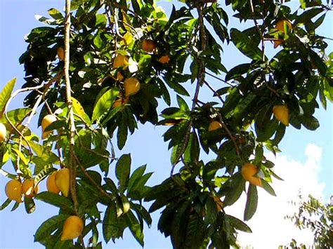 Tisa Tree Dangling with Fruits | Flickr - Photo Sharing!