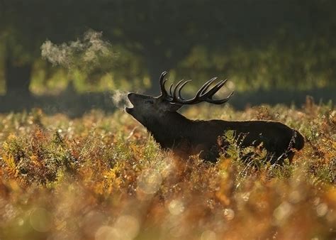 DG Wildlife by Dalia Kvedaraite and Giedrius Stakauskas | Deer Photography During the Rut