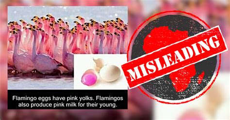 No, flamingo eggs don’t have pink yolk, but flamingos do produce ‘milk’ - Africa Check