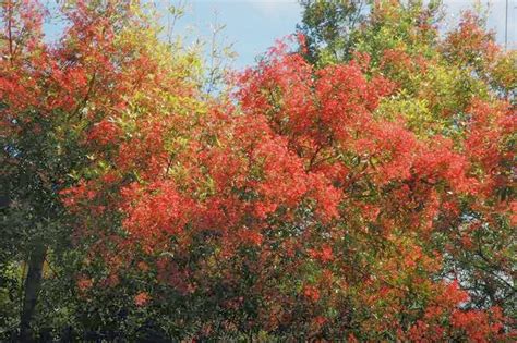 The Nature of Robertson: NSW Christmas Bush on edge of Barrengarry Mountain