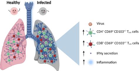 Frontiers | Lung T cell response in COVID-19