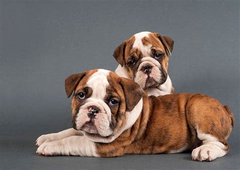 What To Look For When Buying An English Bulldog?