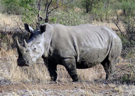 White Rhinoceros | NatureRules1 Wiki | Fandom