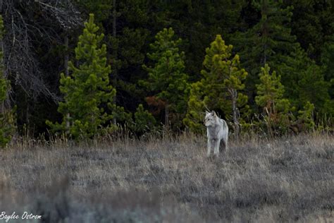 Nature Photography: Wolves of Yellowstone