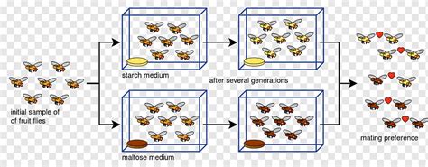 Drosophila pseudoobscura Симпатрическое видообразование Географическая ...