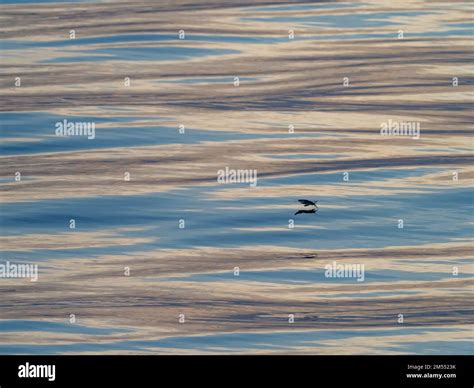 Flying fish gliding on glassy sea in the Banda Sea Indonesia 2022 Stock Photo - Alamy