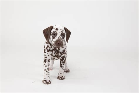 Brown-spotted Dalmatian Puppy Photograph by Debra Bardowicks