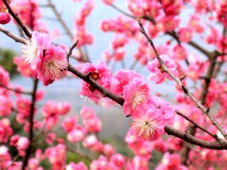 Plum Blossom: The National Flower of China