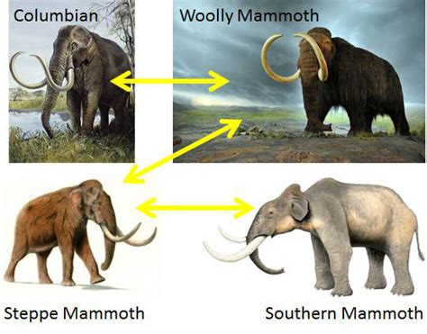 Elephant Hybrids - Mammalian Hybrids